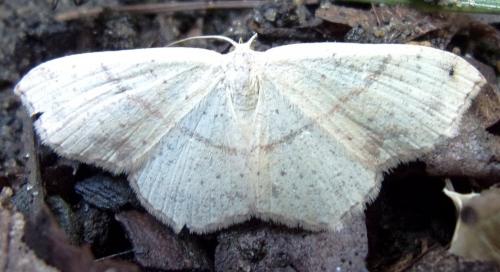 Réf. 194 761 : Cyclophora punctaria